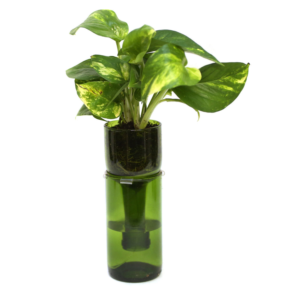 Wine Bottle Planter Kit by Refresh Glass – Practical Art