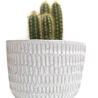White Planter with Tray by Darshana Patel