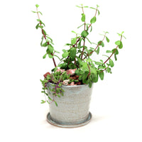 Planter by Tracy Montgomery