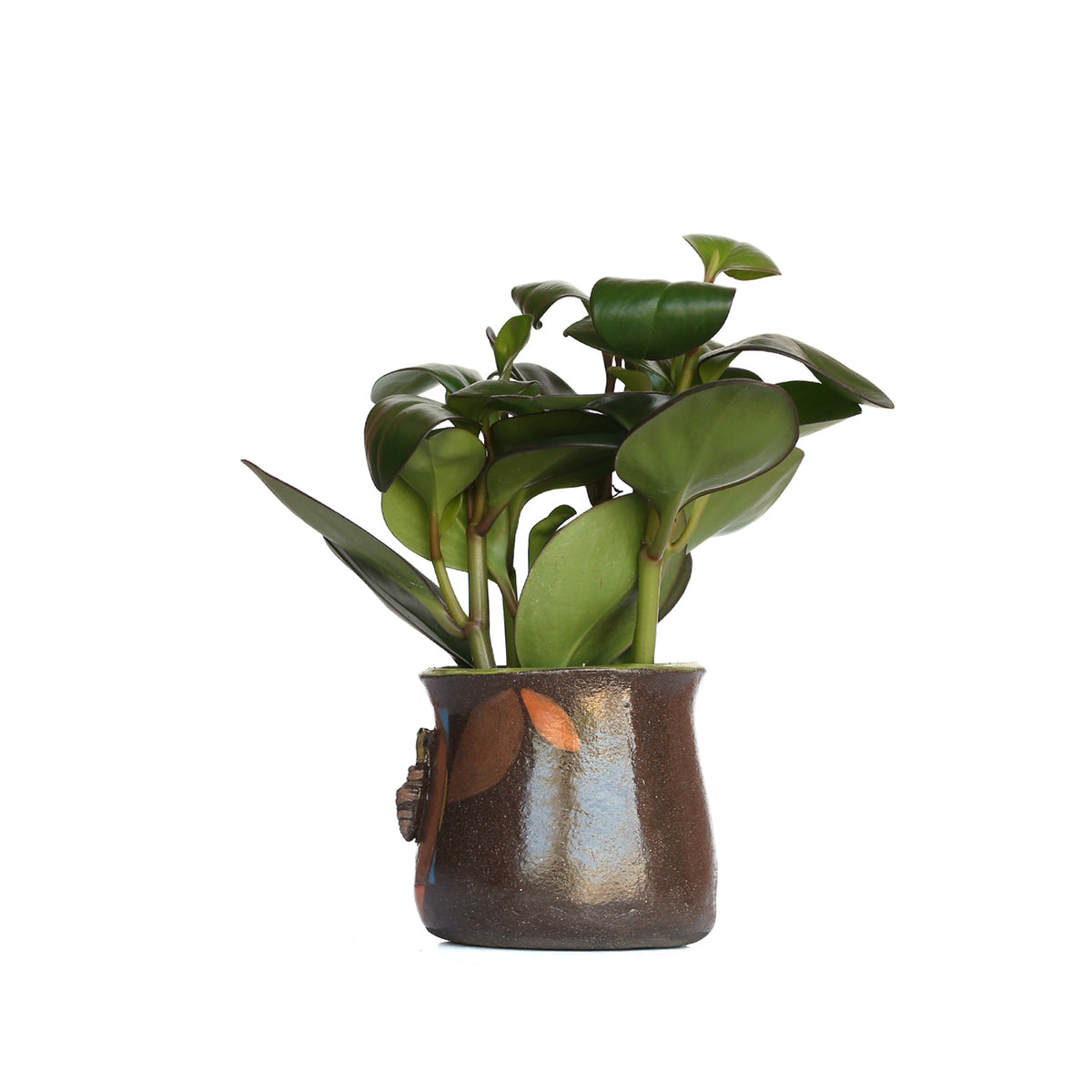 5" Planter by Jennifer Gross