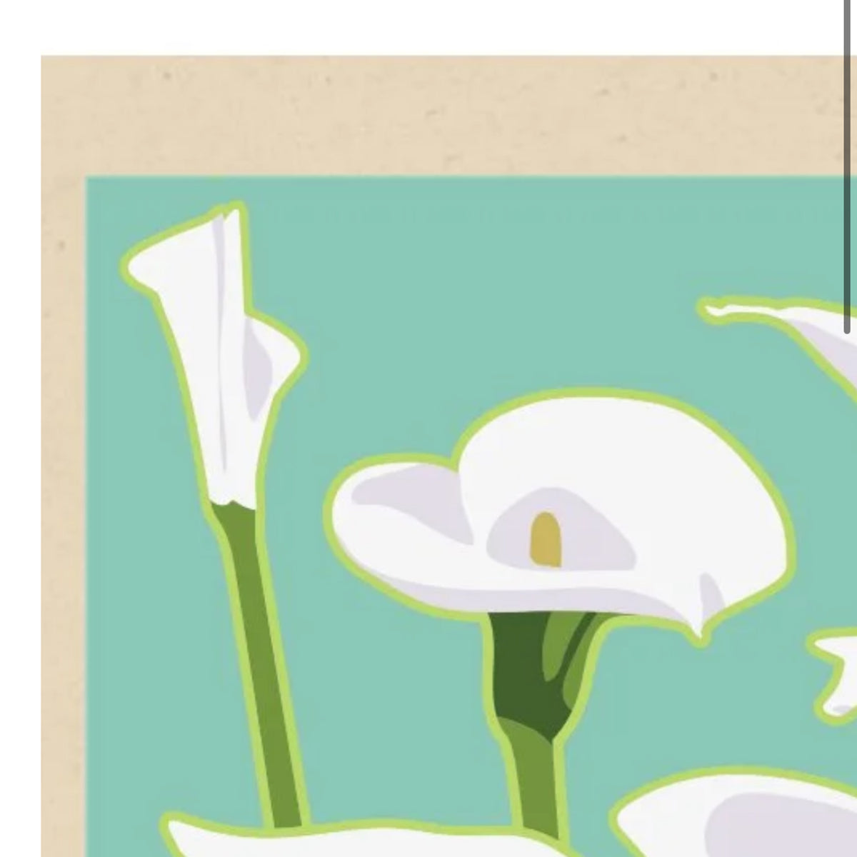 Calla Lily by Jake Early