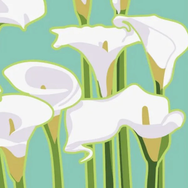 Calla Lily by Jake Early
