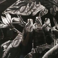 Nails and Vines by Kara Brooks