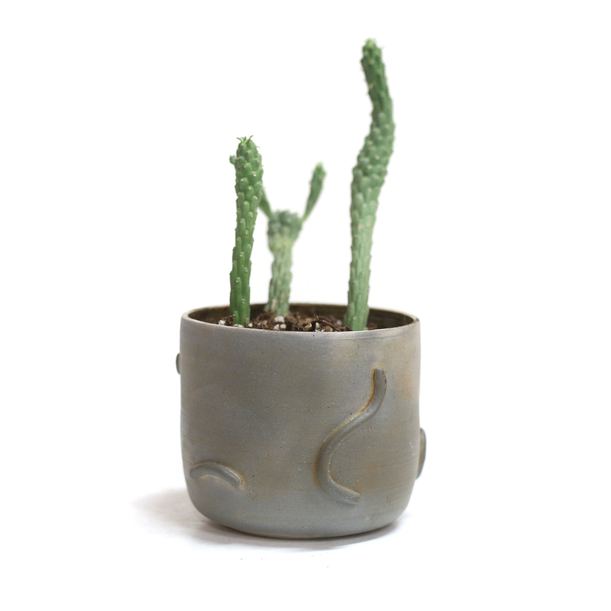 Planter by Liza Stout