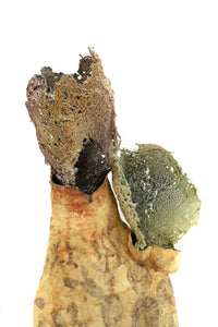 Cactus Melt I by Magda Gluszek