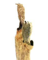 Cactus Melt I by Magda Gluszek