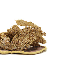 Cactus Melt IV by Magda Gluszek