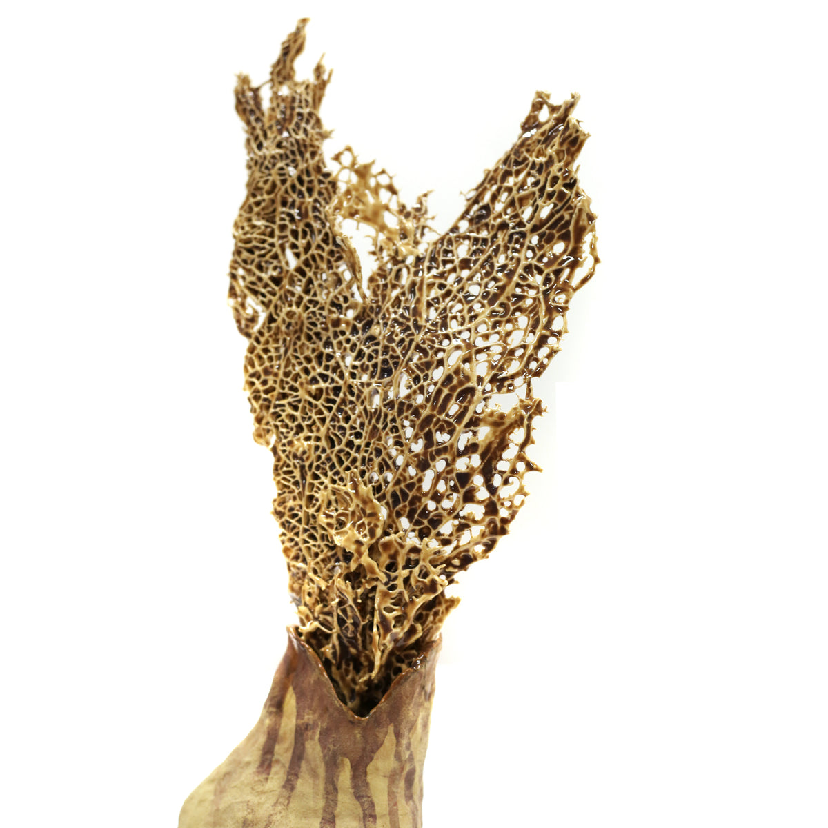 Cactus Melt II by Magda Gluszek