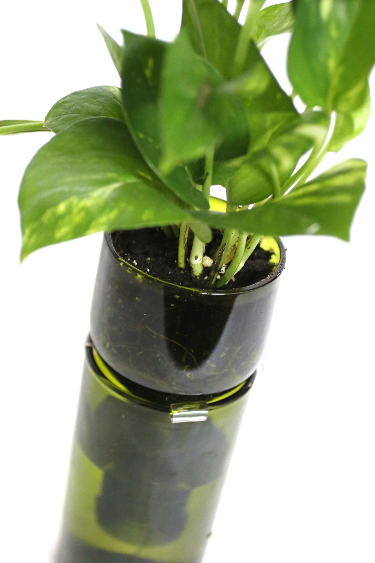pothos in wine bottle Wine Bottle Planter Kit by Refresh Glass – Practical Art