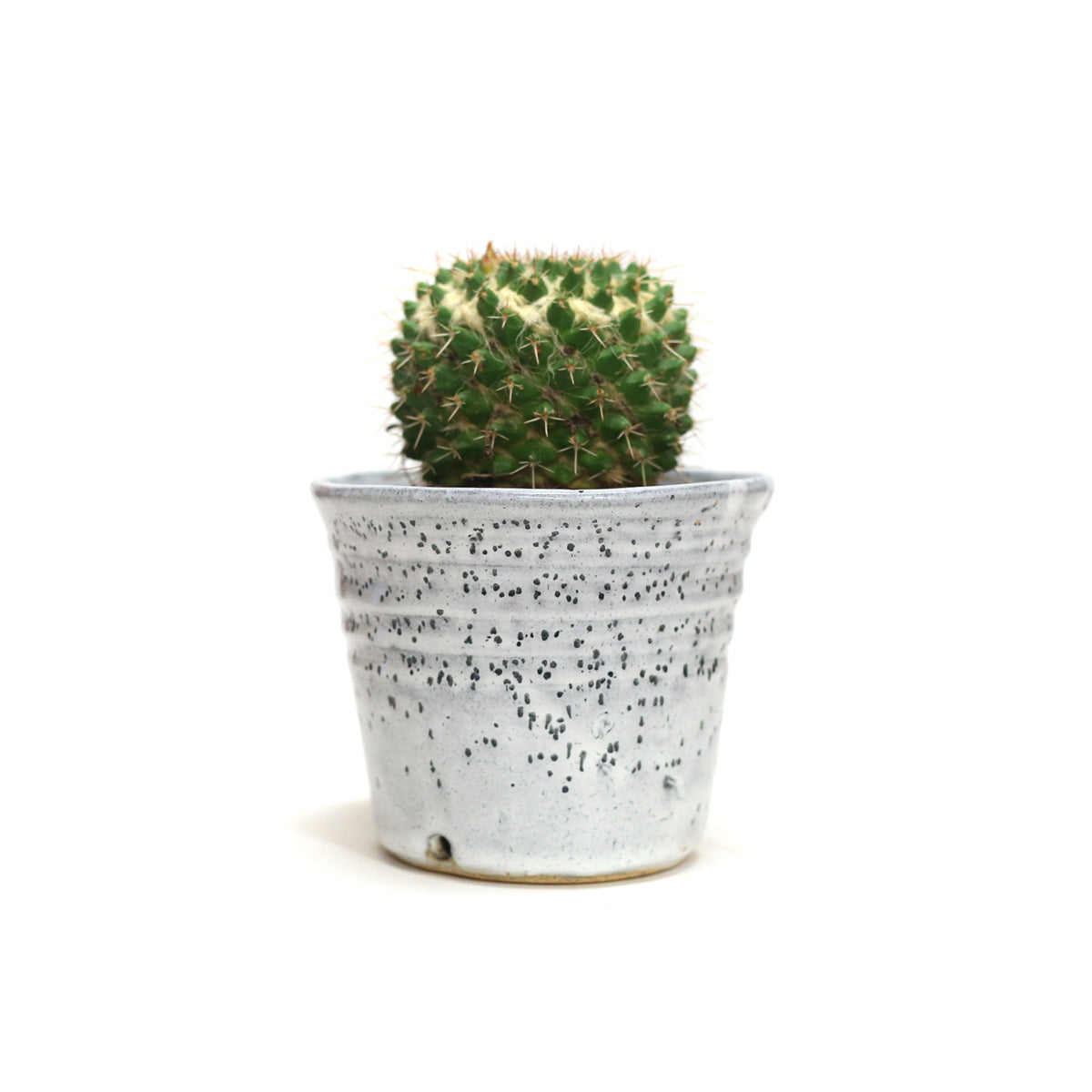 Planter by Tracy Montgomery