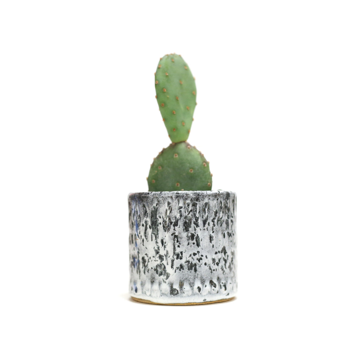 Planter by Tracy Montgomery