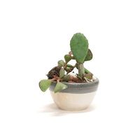 Planter by Tracy Montgomery