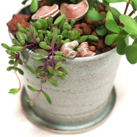 Planter by Tracy Montgomery