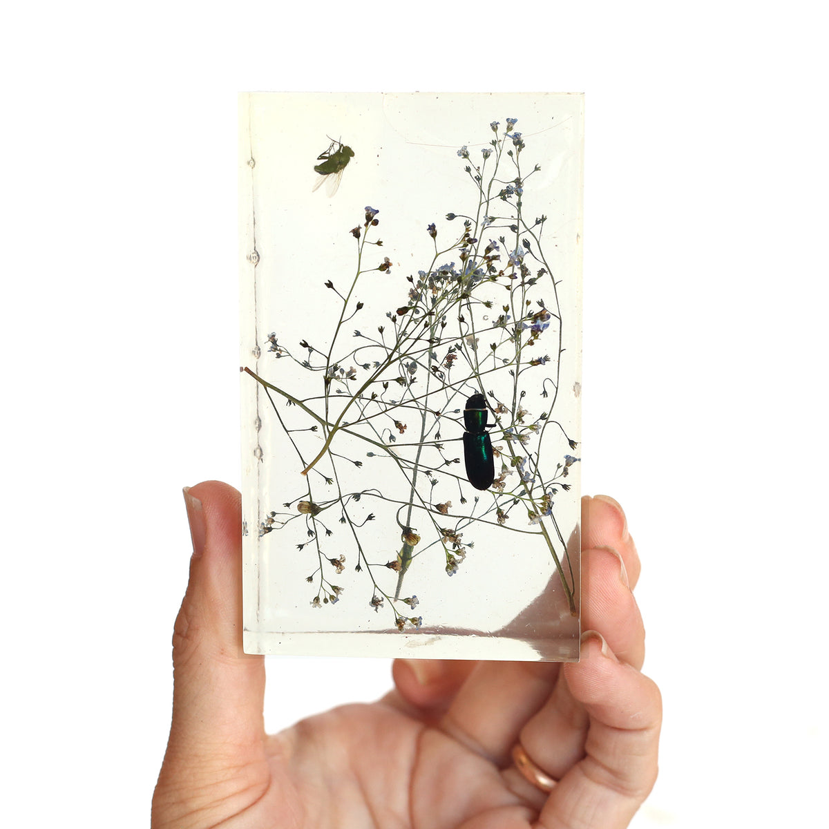 Frozen Objects by Bettina Chow