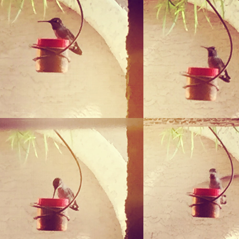 Humming Bird Feeder